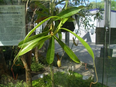 Planten un Blomen 011.JPG