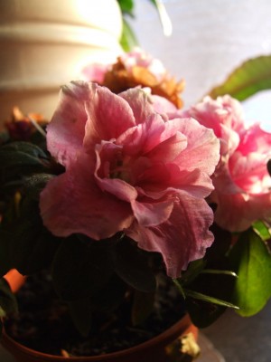 DSCF2434.JPG