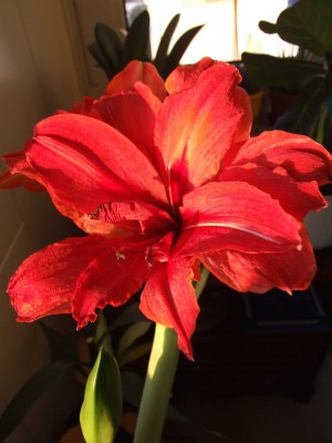 DSCF2433.JPG