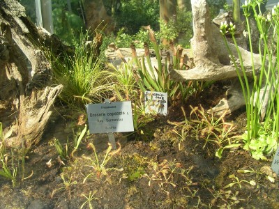 Planten un Blomen 008.JPG