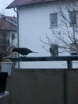 Amselweibchen und Meise 2.jpg