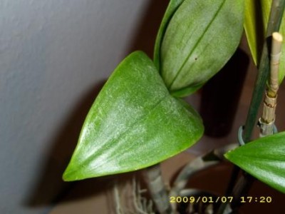 Orchidee 003.jpg