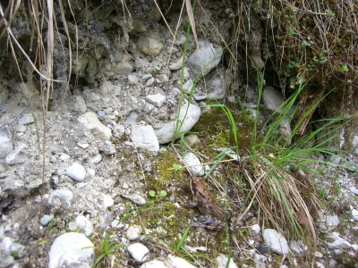 Frosch1.jpg