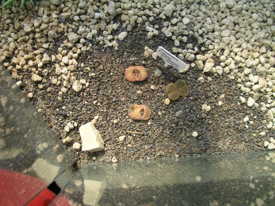 Planten un Blomen 027.JPG