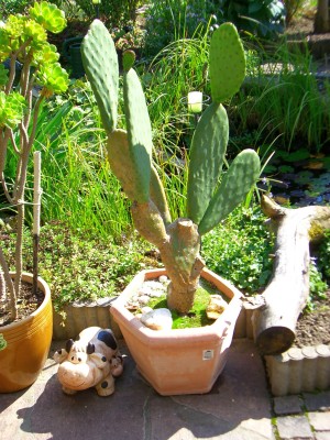 Kaktus groß größer.jpg