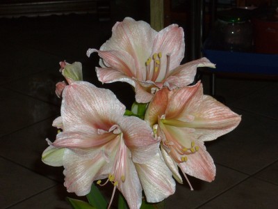 Amaryllis 7.01.09 006.jpg