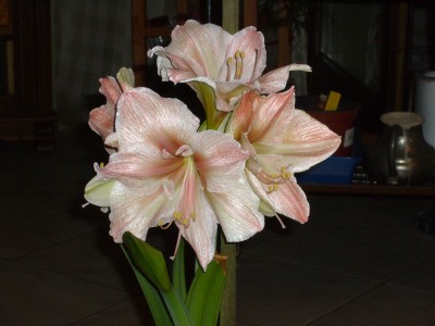 Amaryllis 7.01.09 001.jpg