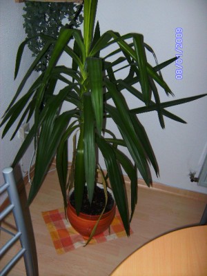 yucca 001.JPG