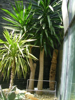 Planten un Blomen 020.JPG