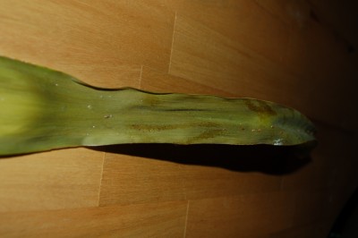 DSC_5270.JPG