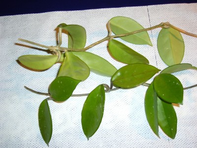Hoya 009.jpg