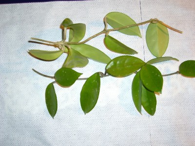 Hoya 008.jpg