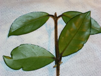 Hoya 006.jpg