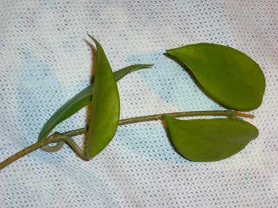 Hoya 004.jpg
