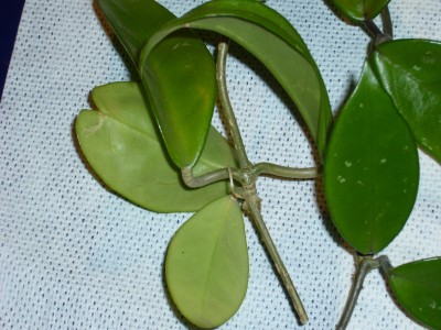 Hoya 003.jpg