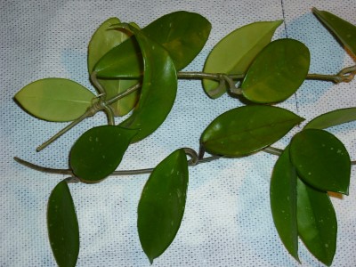 Hoya 001.jpg