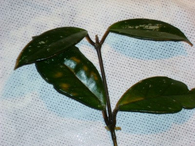 Hoya 007.jpg