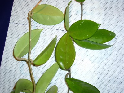 Hoya 011.jpg