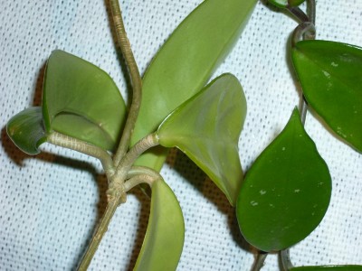 Hoya 010.jpg