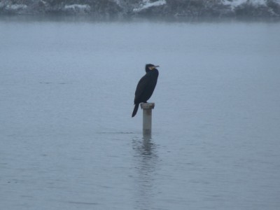 Lippe , Tiere im Schnee 051.jpg