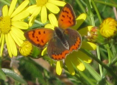 schmetterlug.jpg