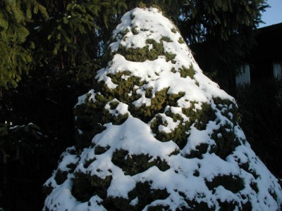 Baum2.jpg