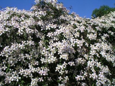 Planten un Blomen 045.JPG