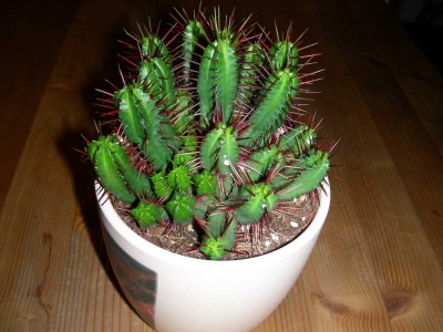 euphorbia_enopla.jpg