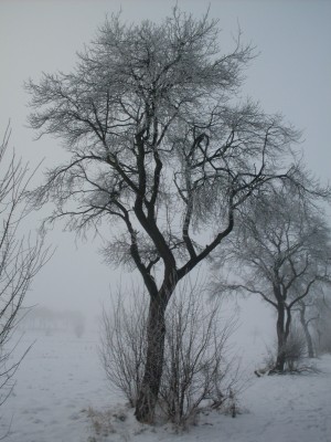 winter_008_2000x2667.jpg
