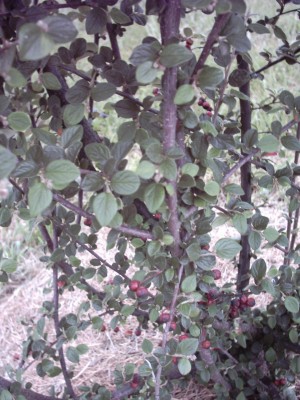 IMAGE0010.JPG