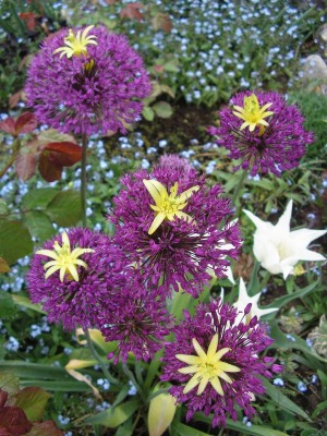 ALLIUM.JPG