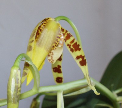 Odontoglossum blüte.JPG
