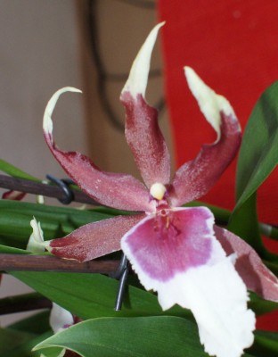 beallara_blüte.JPG