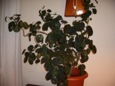 S4300001.JPG