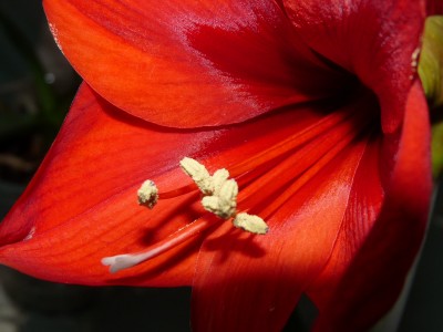 Mond, Amaryllis, Eis 038.jpg