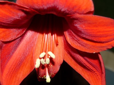 Mond, Amaryllis, Eis 032.jpg