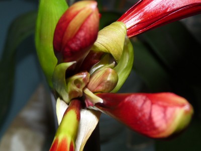 Mond, Amaryllis, Eis 030.jpg