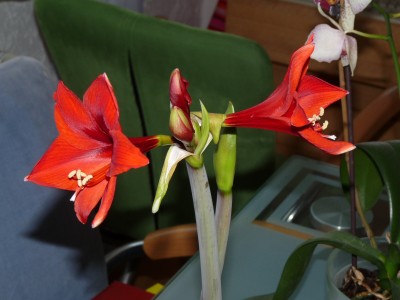 Mond, Amaryllis, Eis 028.jpg