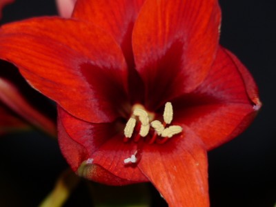 Mond, Amaryllis, Eis 025.jpg