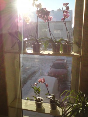 Orchifenster02.jpg.jpg