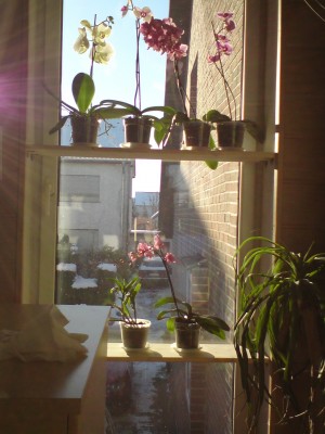 Orchifenster01.jpg.jpg