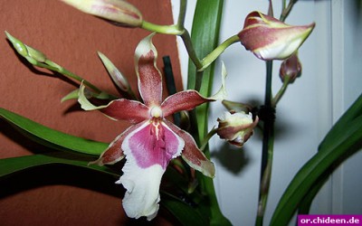 cambria-orchidee-1.jpg