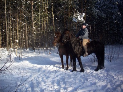Pferde 026.jpg