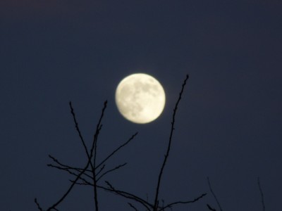 Mond, Amaryllis, Eis 009.jpg