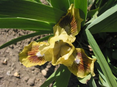 Nr.60,70,71,72    Name..jpg