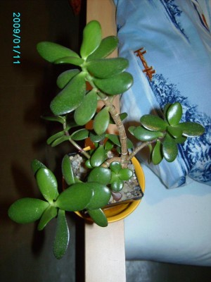 PICT2010.JPG