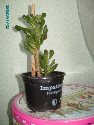 PICT0454.JPG