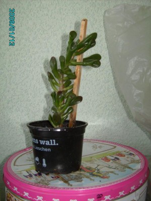 PICT0453.JPG