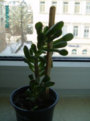 PICT0458.JPG