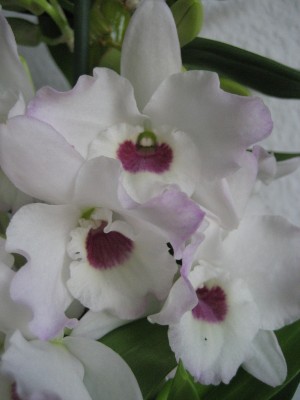 dendrobium blüten.jpg